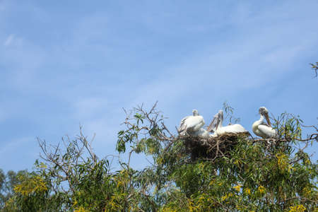 The Painted Stork bird family on big nest treeの写真素材