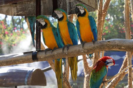 Blue and yellow macaw parrot bird in garden at thailand.