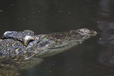 Close up head crocodile is flow in river at thailand.の写真素材