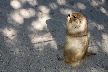 Black tailed prairie dog is sit down on sand