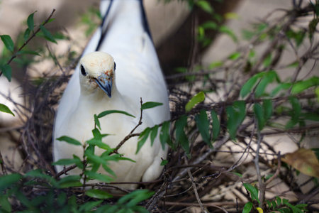The pied imperial pigeon bird is rest in the gardenの写真素材