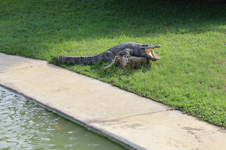 The thai crocodile rest on the garden near the riverの写真素材