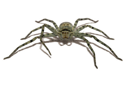 Close up wolf spider is insect animal on white background