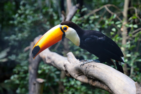 The toco toucan bird on the wood tree in forest