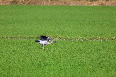 The bird in rice field in countryside at asiaの写真素材