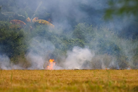 The farmer is burned the per cobs dry in the rice field .Causing smoke and the greenhouse effect in the world (Focus fire)の写真素材
