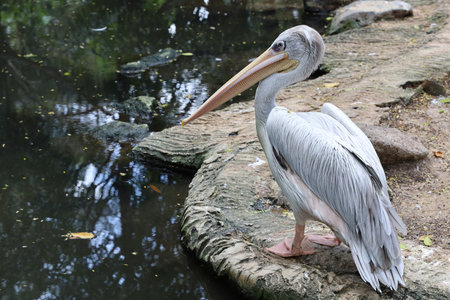 The great white pelican bird in garden at thailandの写真素材