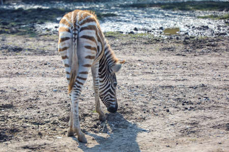 The baby Zebra is stay in gardenの写真素材