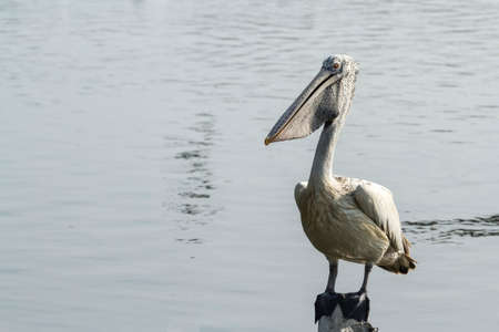 The great white pelican bird stay on the riverの写真素材