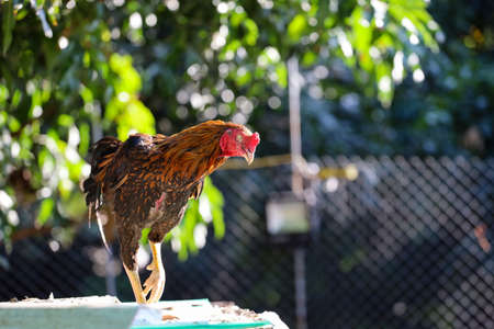 The fighting cock is blind in gardenの写真素材