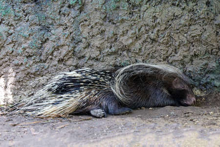 The porcupine animal wildlife is sleep and restの写真素材