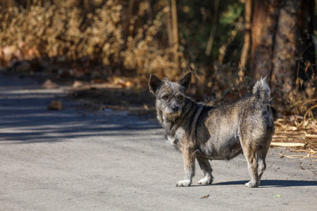 The gray dog standing on cement road in countryside