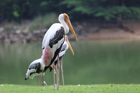 The Painted Stork bird (Mycteria leucocephala) is standing and rest in the gardenの写真素材