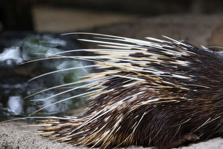 Close up the malayan porcupine animal skinの写真素材