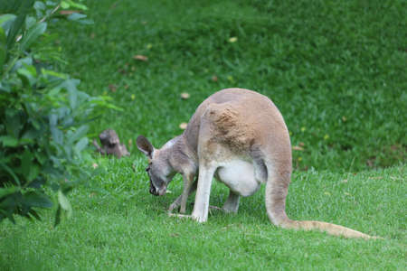 The kangaroo is stay and eat grass in gardenの写真素材