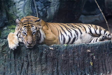 Close up bengal tiger is beautiful animal and dangerous in forestの写真素材