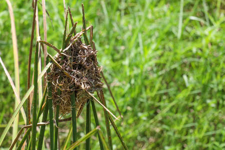 The bird nest from dry leaf on lone grass near the canal for bird rest at natureの写真素材