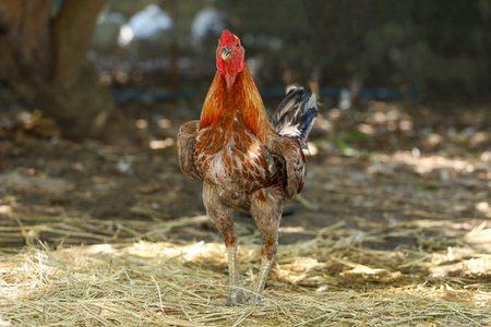 The colorful fighting cock is beautiful farm animal on dry hay in garden