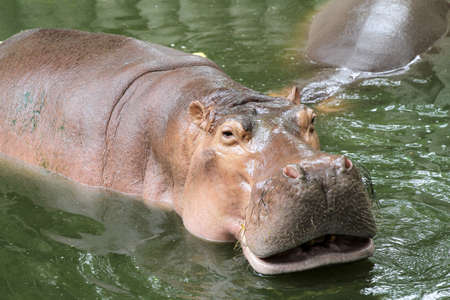 The hippopotamus smile in river at thailandの写真素材