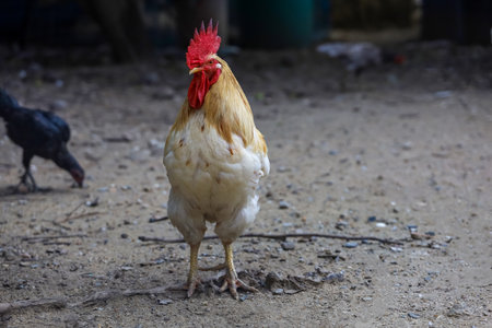 White Betong Chickken in dry gardenの写真素材
