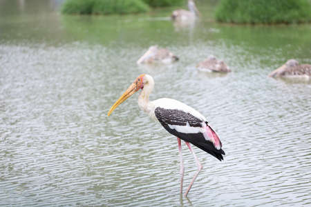 The Painted Stork bird (Mycteria leucocephala) in riverの写真素材