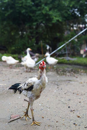 The white fighting hen is rest in farmの写真素材