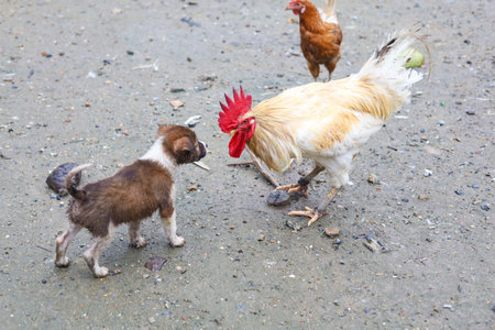 White Betong Chickken is attack brown puppy dog in asia farm garden after rainny day
