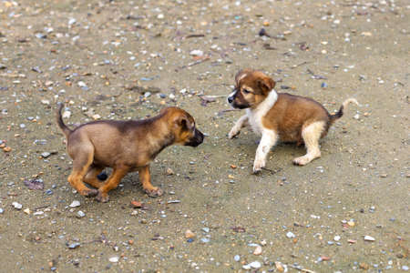 Two baby brown thai puppy is playing in gardenの写真素材
