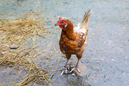 The Rhode Island red hen is stay and relax in asia farm gardenの写真素材