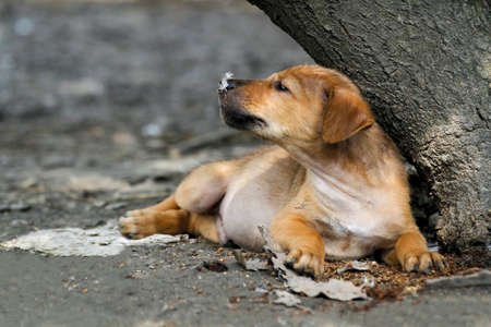 The baby brown thai puppy is sit down under the tree in gardenの写真素材