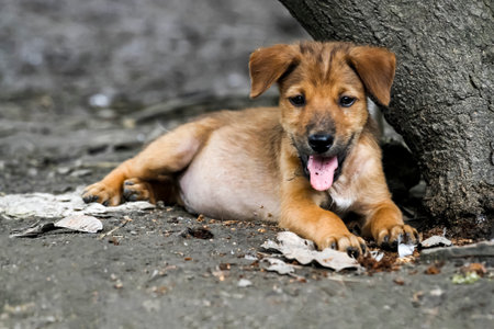The baby brown thai puppy is sit down under the tree in gardenの写真素材