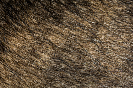 close up black and brown dog skin for texture and pattern.