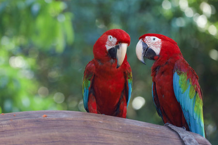 Close up head the red macaw parrot bird in nature garden