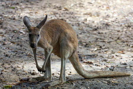 The kangaroo is stay and stand up in gardenの写真素材