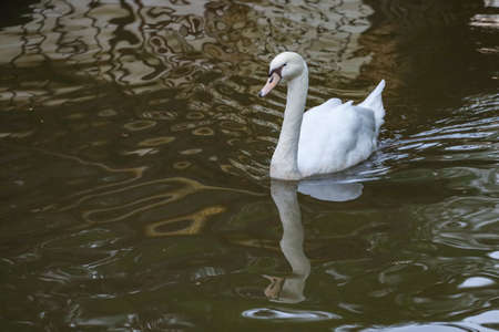White swan is swimming on the riverの写真素材