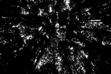 Look overhead tree up sky at Alishan national park area in Taiwan.
