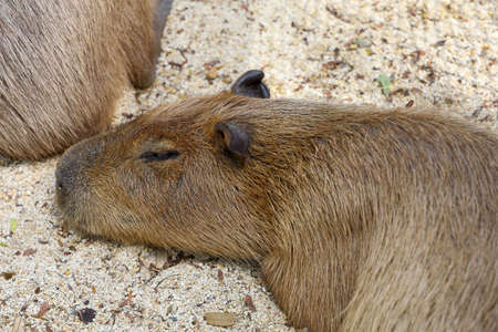 Close up head The Capybara giant rat is cute animal in gardenの写真素材