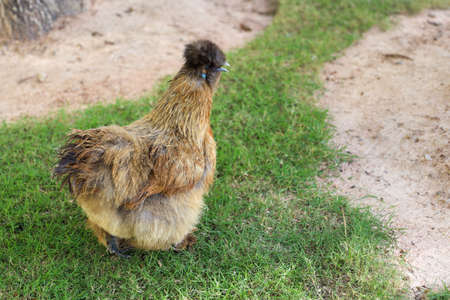 The Silkie hen is live in grass gardenの写真素材