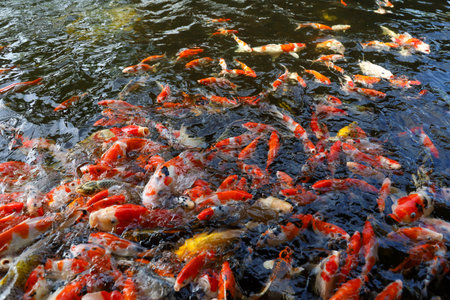 Group fantasy carp fish in the water is beautiful