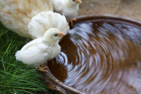 The baby Silkie is eatting waterの写真素材