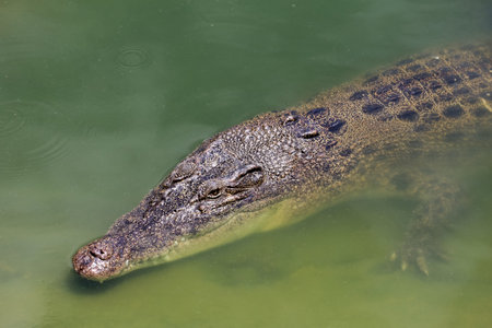 Close up big head crocodile is show head in river