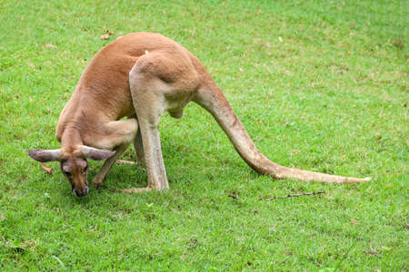The kangaroo is stay and eat grass in gardenの写真素材