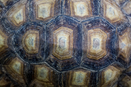 Close up Sulcata tortoise skin for animal skin