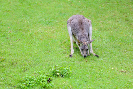The kangaroo is stay and eat grass in gardenの写真素材