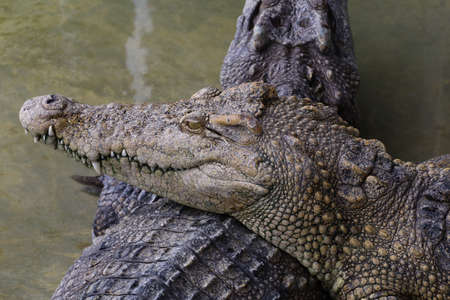 Close up head salt crocodileの写真素材