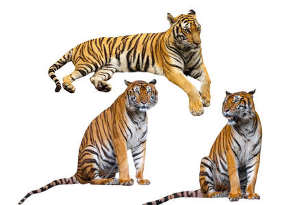 Set Tiger is rest on isolated for wildlife animal have pathの写真素材