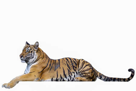 The bengal tiger is sit down and rest after mud on white background have pathの写真素材
