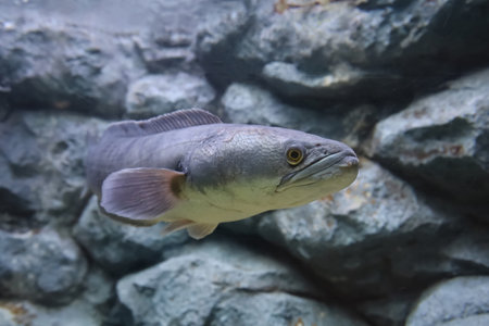 Close up head the snakehead fish