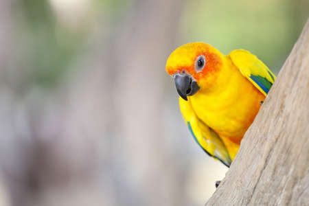 The mini parrot bird on stick treeの写真素材
