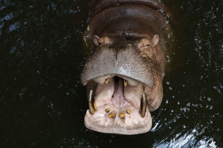 Close up head The Big hippopotamus is float in riverの写真素材